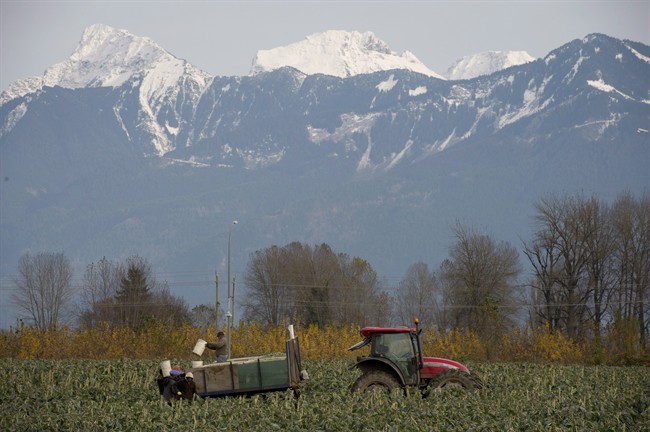 File: Workers load brussels sprouts on a tractor.