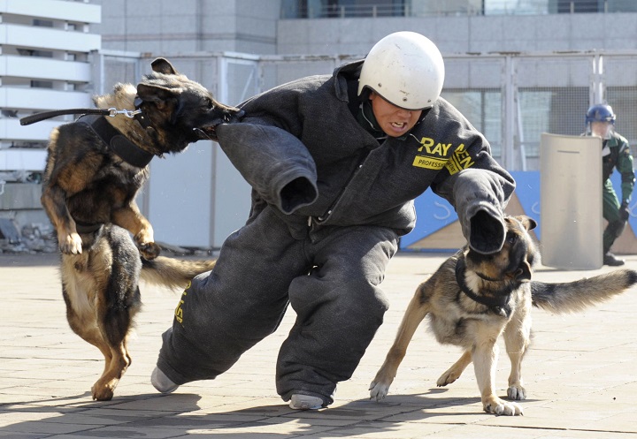 In this Feb. 19, 2015 photo, police dogs bite the arm of a police officer during an anti-terrorism drill for the upcoming Tokyo Marathon, at the Tokyo Metropolitan Police headquarters in Tokyo. Organizers of the Feb. 22 marathon have promised increased security following the slaying of two Japanese hostages by the Islamic State group.