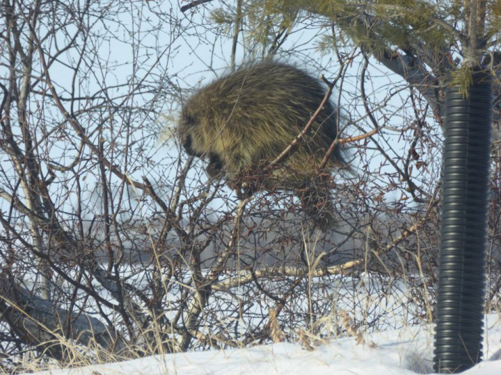 Feb. 13: This Your Saskatchewan photo was taken by Diane Kacher near Aberdeen.