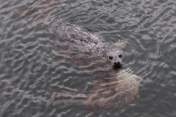 PHOTOS: B.C. resident captures rare fight between seal and octopus ...