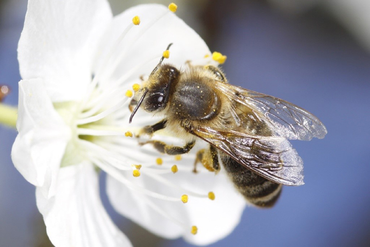 A new study suggests that one of the contributing factors in the widespread loss of bees around the world could be stress the loss of older forager bees places on younger bees. 