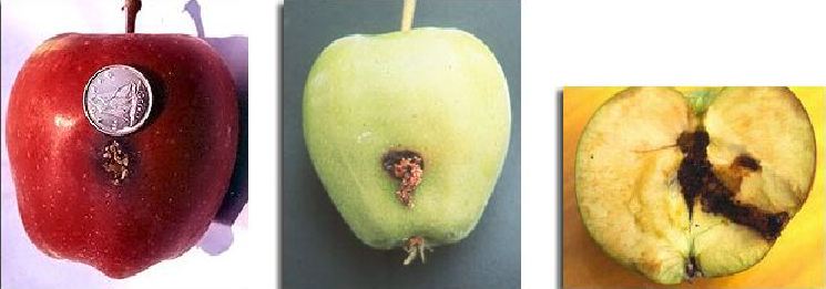 Fruit damage caused by codling moth larvae.