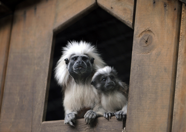 Two cotton-top tamarin monkeys, the same species as seen here, died at the Alexandria Zoological Park in Louisiana due to negligence.