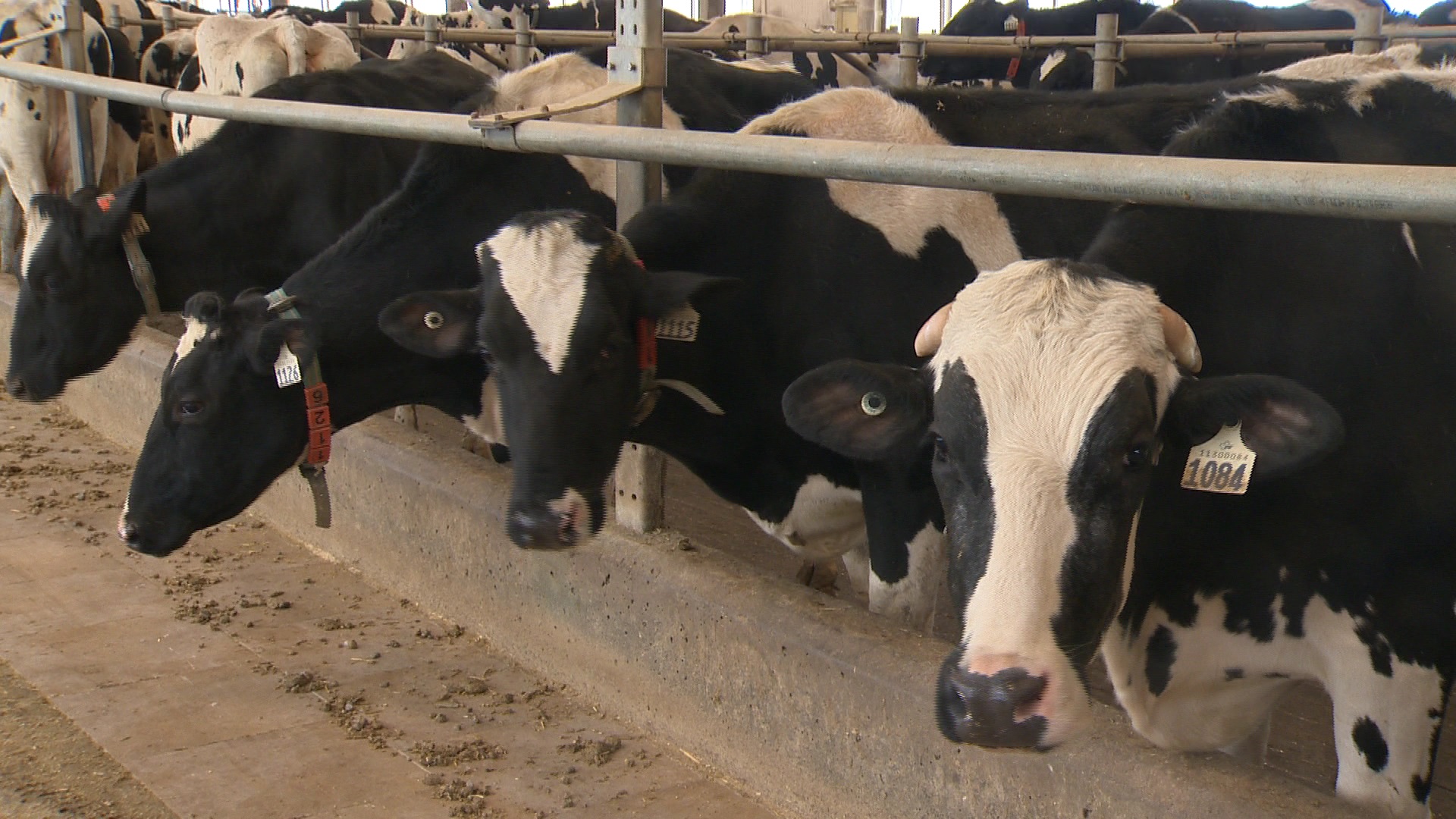 Snow And Freezing Temperatures Impacting N.B. Dairy Farmers - New ...