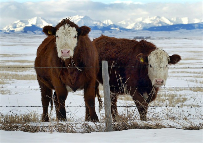 Canada's chief veterinary officer says some cattle
associated with the investigation into a case of mad cow disease in
Alberta were slaughtered over the last few years and entered the
human food chain. But Dr. Harpreet Kochhar said consumers are not at risk because
of Canada's bovine spongiform encephalopathy safeguards.

