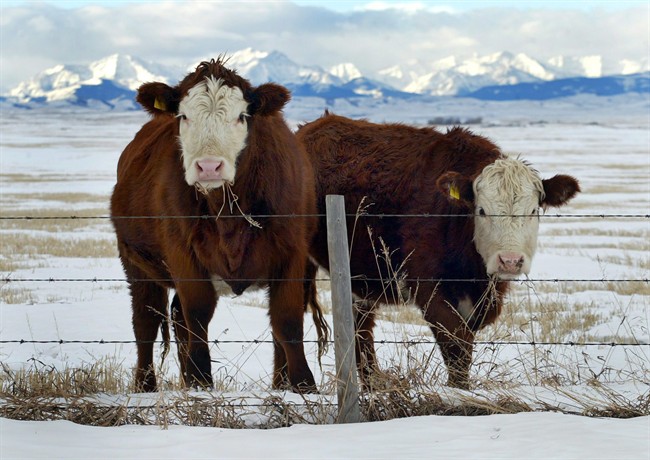 FILE - The BC SPCA seized 216 beef cattle, including approximately 80 weaned calves, from a Vancouver Island property on Jan. 20, 2022, after their owner allegedly neglected them.