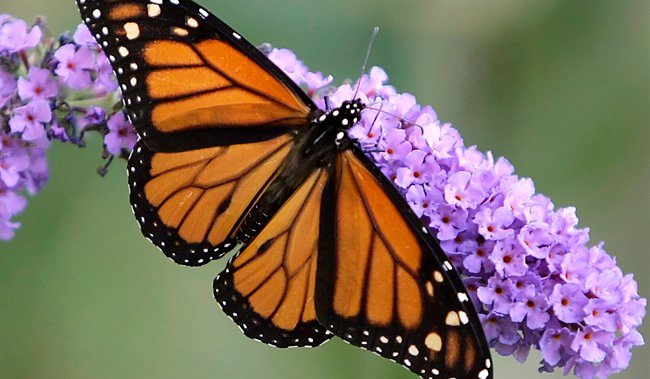 Eastern monarch butterflies could face extinction within 20 years ...