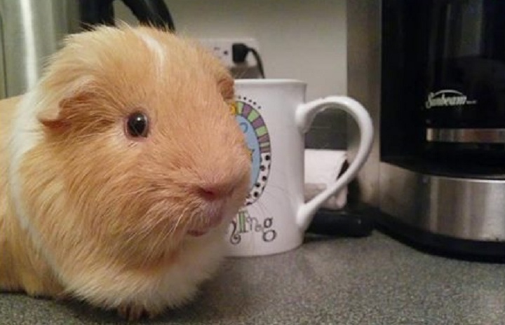 Lola Bourget and her daughter Jodi, run a guinea pig rescue mission in Pointe-Claire and for the past 13 years "Jodie's Jiggley Piggley Farm" has rescued more than 1000 of them.