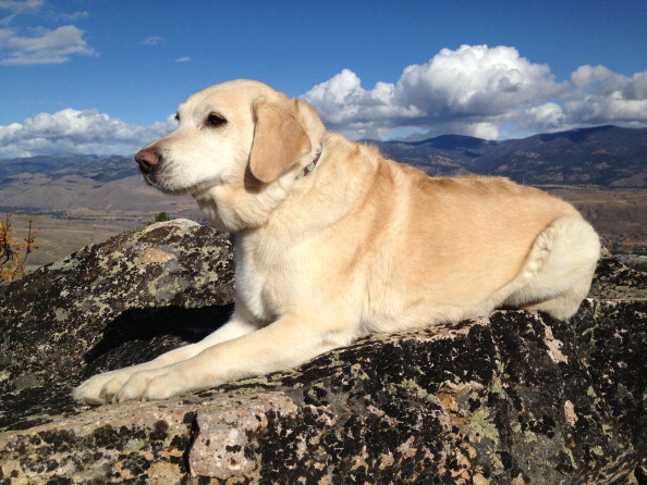 American kennel outlet club labrador retriever