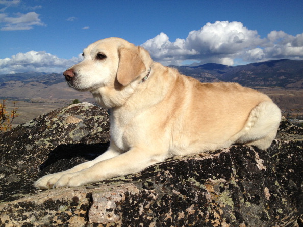 The Canadian Kennel Club ranks the Labrador Retriever as its top breed for 2015.