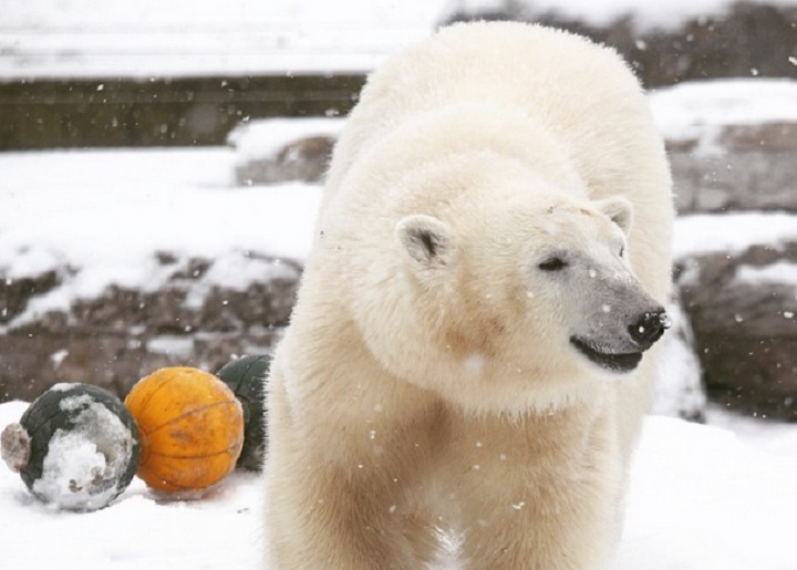 "Humphrey" the polar bear is headed to the Assiniboine Park Zoo in Winnipeg.