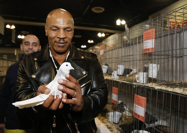 Pigeon pageant for beautiful birds dispels 'rats with wings'