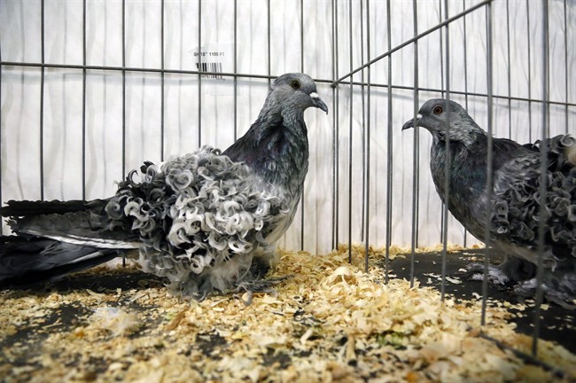 Pigeon pageant for beautiful birds dispels 'rats with wings'