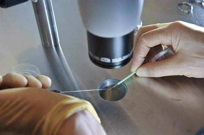 IIn this Aug. 11, 2008 file photo, a scientist works during an IVF. Quebec plans to include in vitro fertilization to government-funded health services. Wednesday, Nov. 11, 2020.