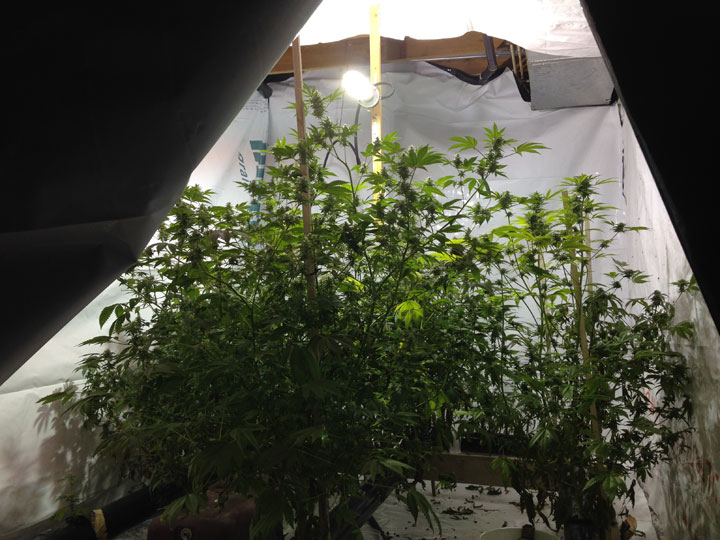 RCMP laid charges against a man and woman from Strasbourg after a marijuana bust in southern Saskatchewan.