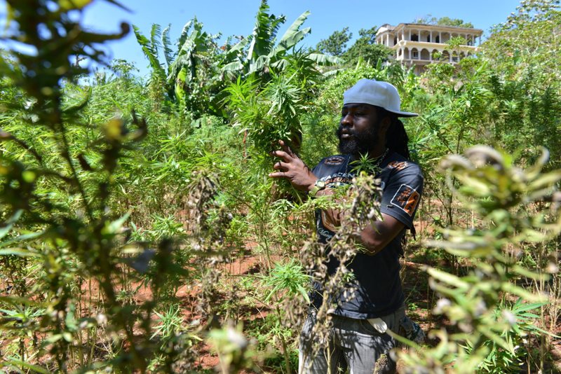 In this Aug. 29, 2013 file photo, farmer nicknamed Breezy shows his illegal patch of budding marijuana plants during a tour of his land in Jamaica's central mountain town of Nine Mile.