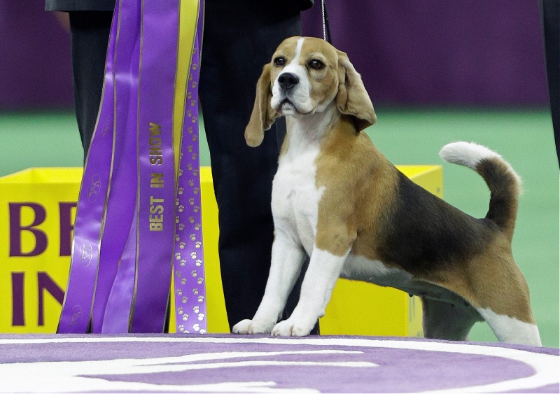 Canadian-owned beagle, Miss P, wins best in show at Westminster ...