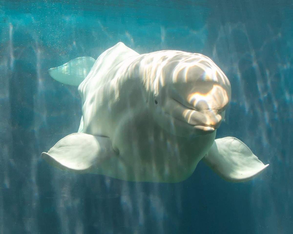 Nanuq.
