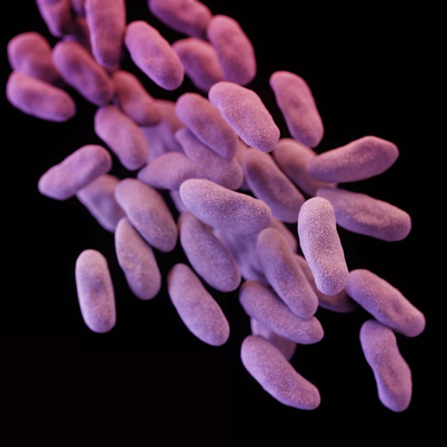 This illustration released by the Centers for Disease Control depicts a three-dimensional (3D) computer-generated image of a group of carbapenem-resistant Enterobacteriaceae bacteria.