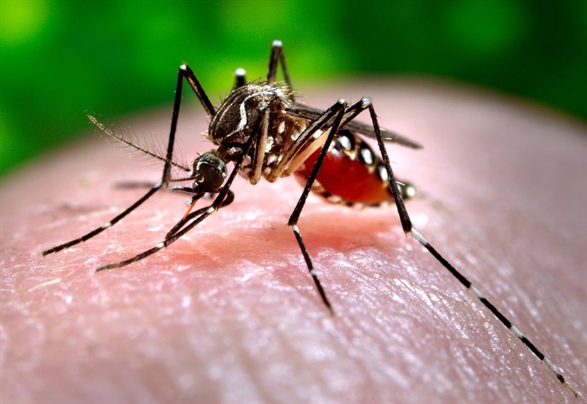 Mosquito season arrives in Regina - image