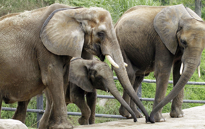 Moja, left, a 28-year-old African Elephant, and her two daughters, Zuri, 3, centre rear, and Victoria, 11, all born at the Pittsburgh Zoo & PPG Aquarium, spend the afternoon in the zoo's elephant habitat on Monday, Aug. 8, 2011. 