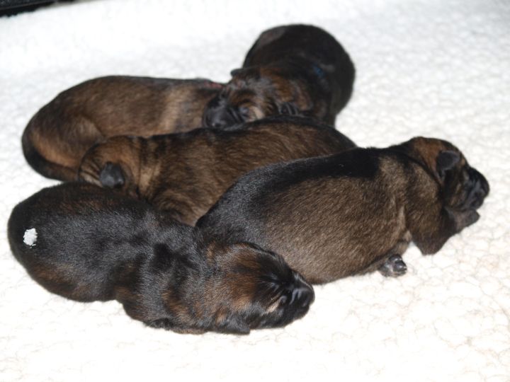 RCMP puppies