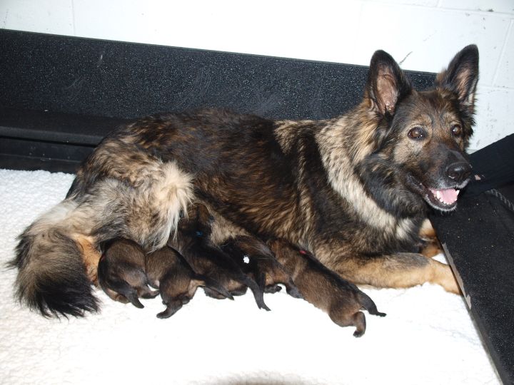 RCMP puppies