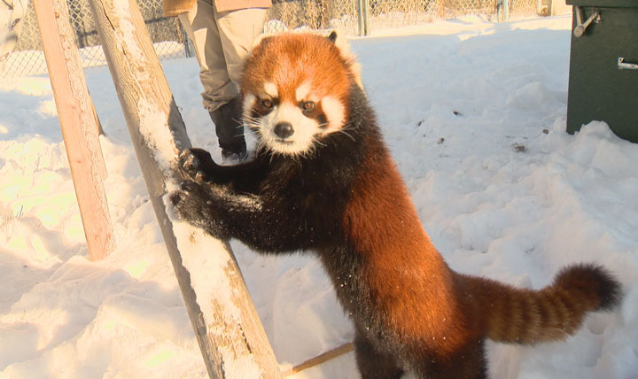 A Saskatoon Forestry Farm Park and Zoo auction will give four people the chance to spend up to three hours with Phoenix, its popular red panda.