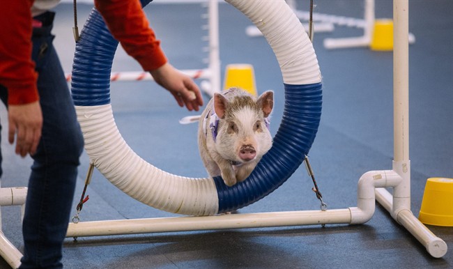 Amy the pig excels in dog agility class
