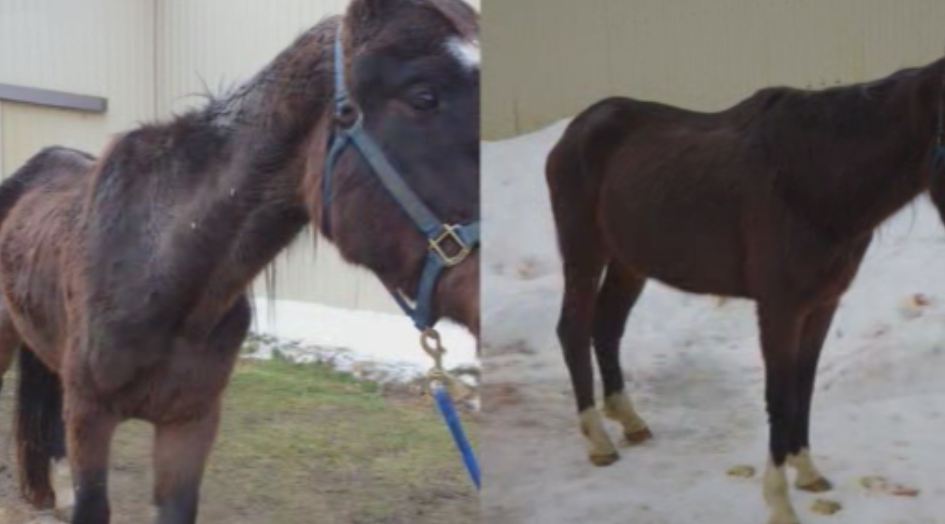 SPCA Seized Horses.
