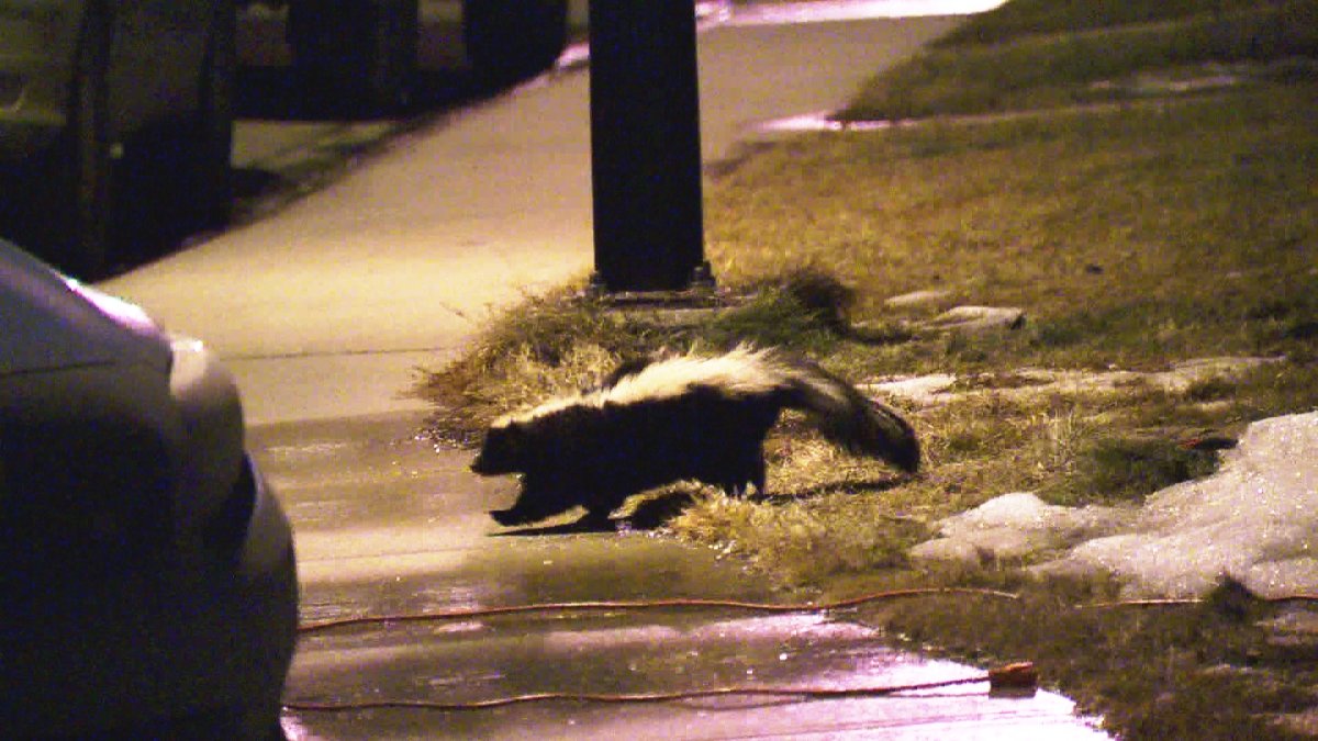 Health officials say a skunk has tested positive for rabies after it was found in Mapleton Township.