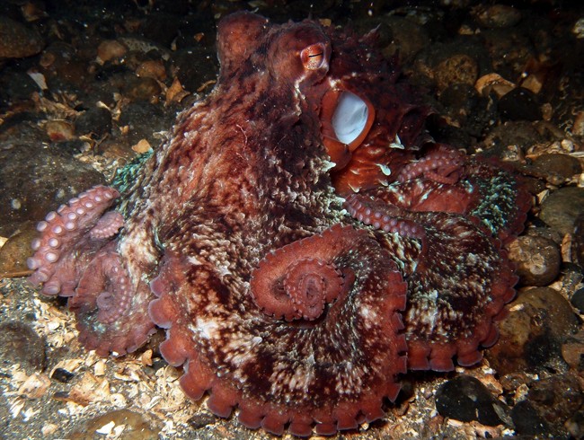 In this underwater photo provided by Andrea Petersen taken Nov. 6, 2013, a giant pacific octopus is seen in the Puget Sound near Seattle. Every year, the Seattle Aquarium enlists the help of volunteer divers to search and count giant pacific octopus in the Puget Sound for an underwater census.