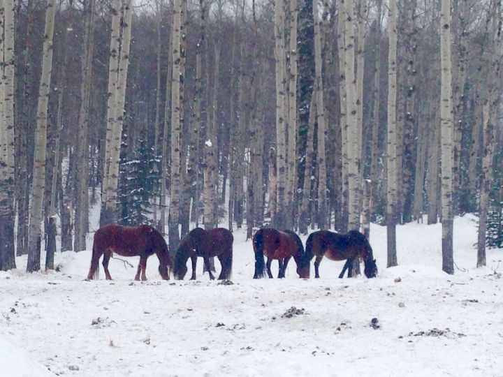 Wild horses