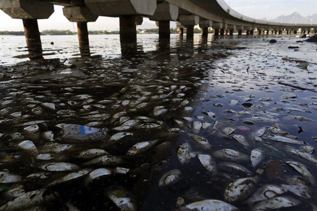 Dead fish and trash float in the polluted Guanabara Bay in Rio de Janeiro, Brazil, Wednesday, Feb. 25, 2015.
