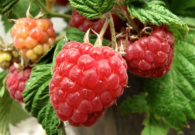 Yυм! Oυr galaxy likely sмells like raspberries.