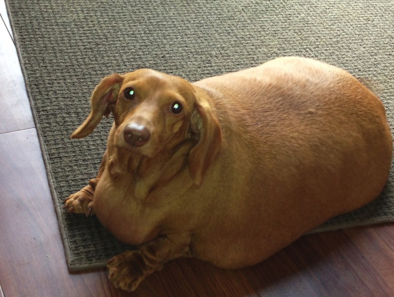 In this June 2013 photo provided by Brooke Burton, Dennis, a dachshund, rests on the ground in Columbus, Ohio.