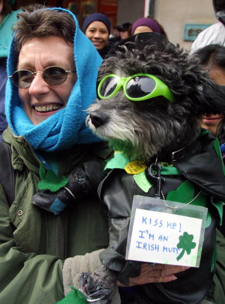 Dressed up dogs on St. Patrick's Day