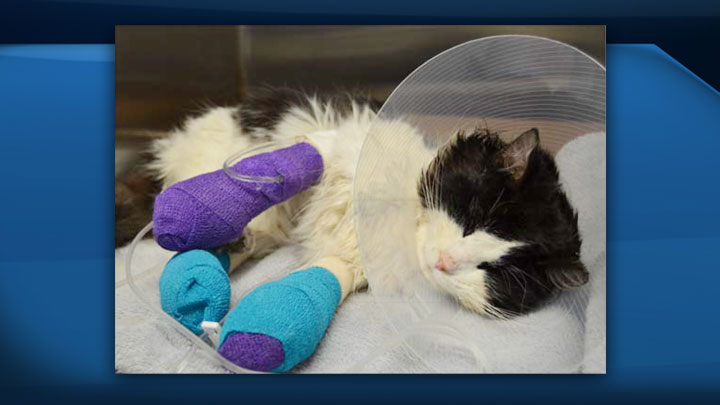 The Regina Humane Society (RHS) is investigating a disturbing case of animal cruelty after a cat was found with severely injured limbs.