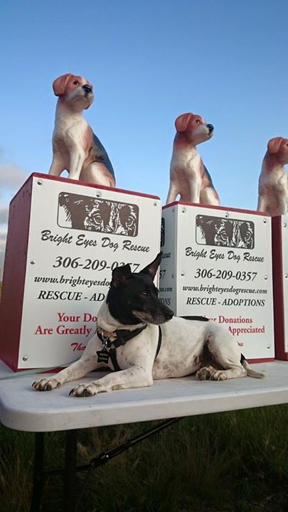 Volunteers with Bright Eyes Dog Rescue said two collection banks were found completely empty. 