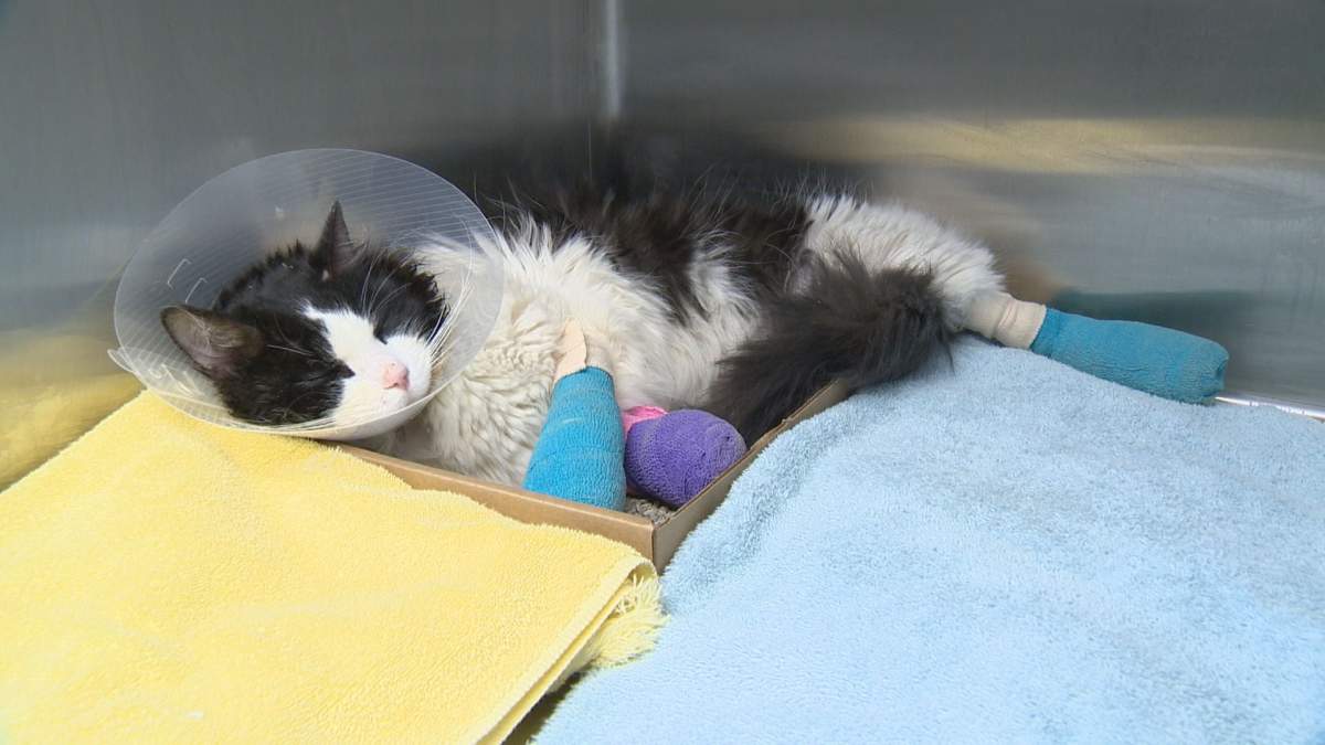 UPDATE: Cat found in Regina bound by electrical tape - image