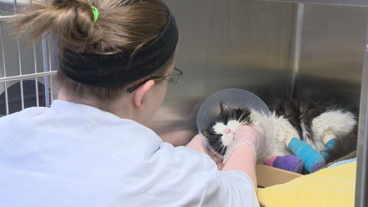 UPDATE: Cat found in Regina bound by electrical tape - image