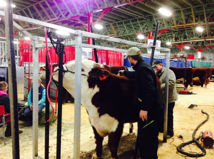 Calgary Bull Sale hopes for record year amid low oil prices | Globalnews.ca
