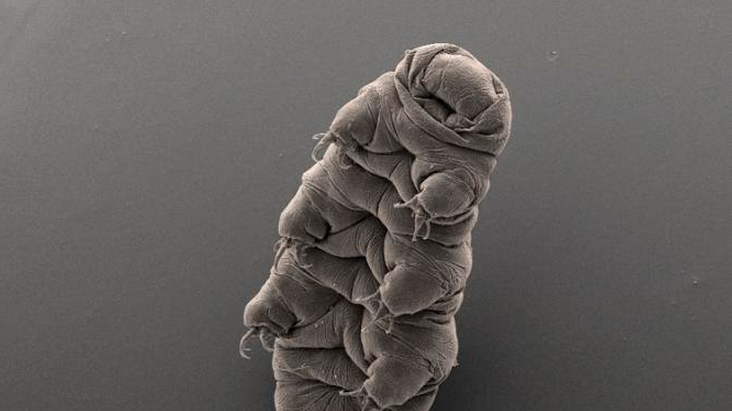 This undated image released by Bob Goldstein and Vicki Madden taken with an electron microscope, shows a micro-animal "tardigrade" also known as a water bear, at the UNC in Chapel Hill, N.C. In Jan. 2015, scientists found the DNA of a tardigrade in Antarctica's Lake Vostok, located in an area considered the most remote place on Earth. 