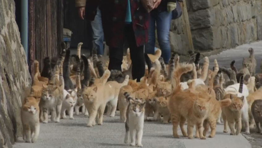 Felines rule on Ehime's Cat Island - The Japan Times