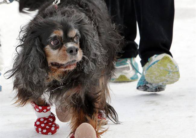 Do you know the signs of frostbite in your pets?.