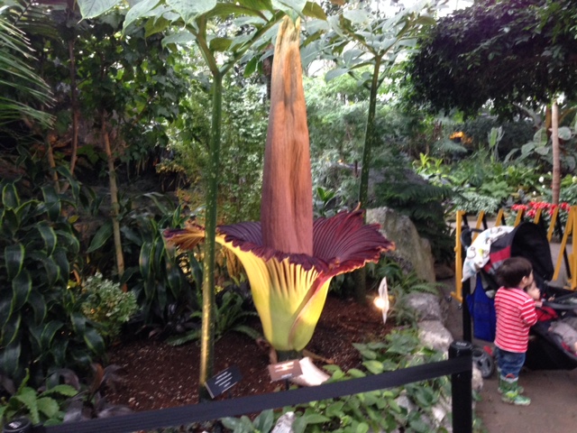 Putrella the corpse flower at the Muttart Conservatory in Edmonton. Tuesday, April 7, 2015.