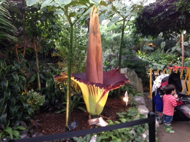 A new corpse flower is about to bloom at the Muttart Conservatory ...
