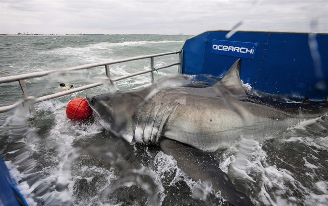 Lydia the Great White shark is shown on a research vessel off the coast off Jacksonville, Fla. in a March 2013 handout photo. THE CANADIAN PRESS/Ocearch Jacksonville Expedition/Robert Snow.