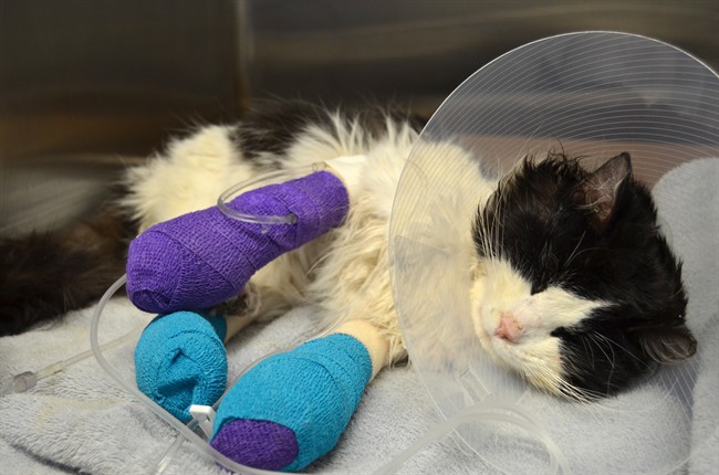 "Bruce Almighty" is taking the weekend to rest and recover from being abused.