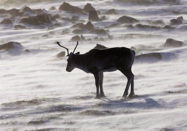 Alberta plans huge lease sale on caribou range - image